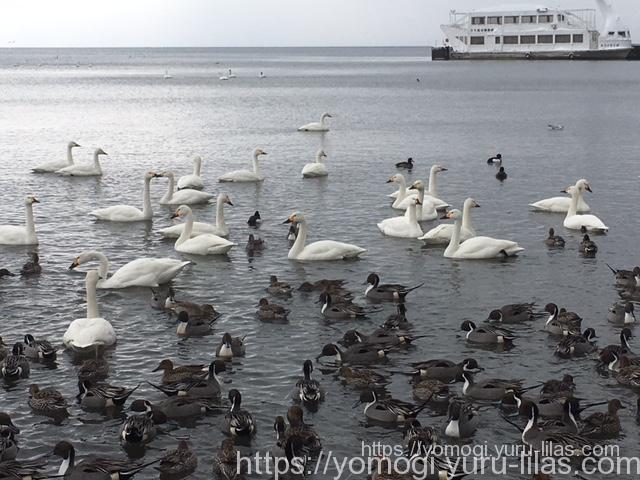 ２月中旬に猪苗代湖で鴨と白鳥と遊ぶ 福島県 調和と五感